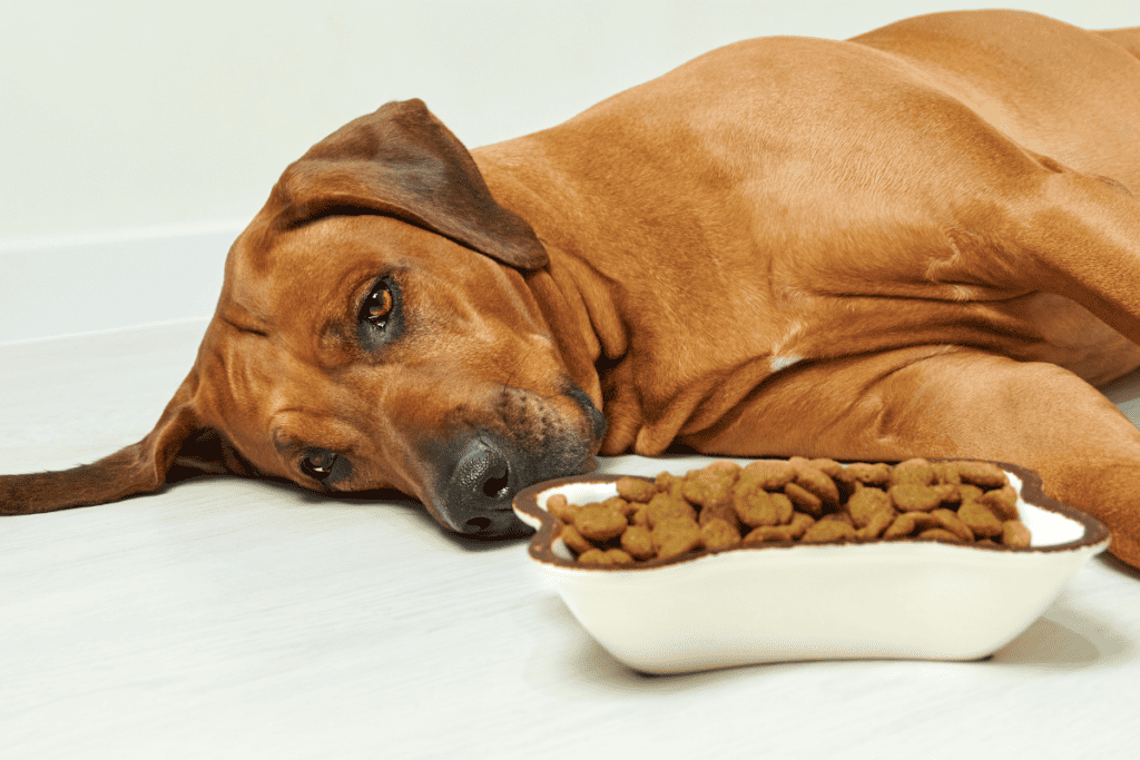 Die 5 besten Hundefutter für gestresste Hunde im Test (2023)