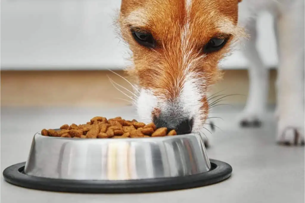 Die 5 besten Hundefutter mit Fisch im Test