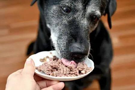 Die 5 besten Hundefutter mit Fleisch pur im Test