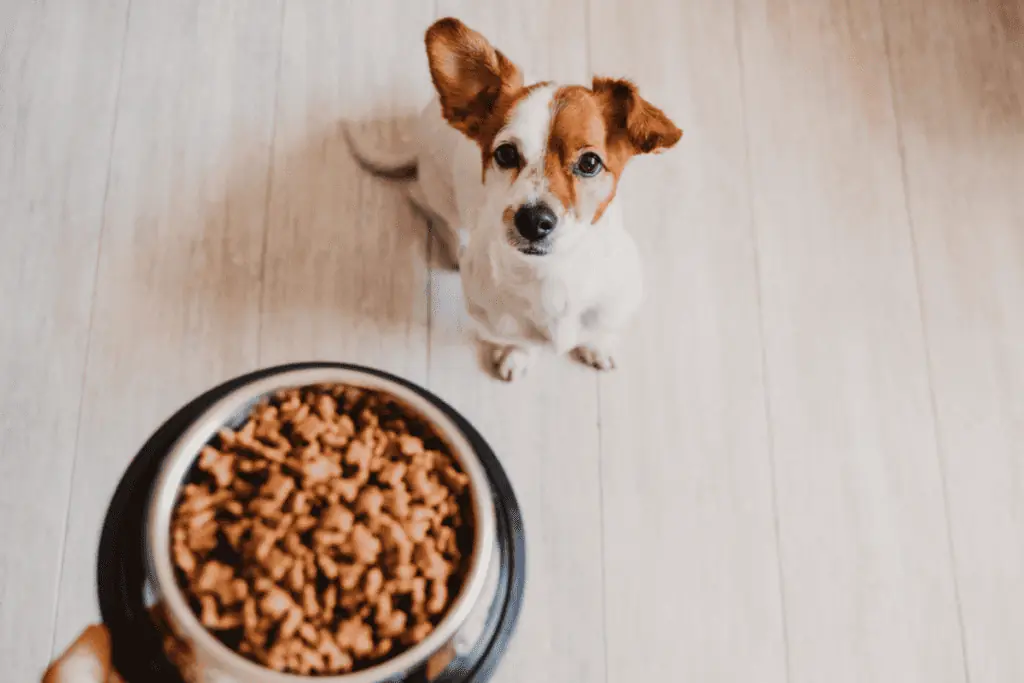 Die 5 besten Hundefutter ohne Kartoffeln im Vergleich