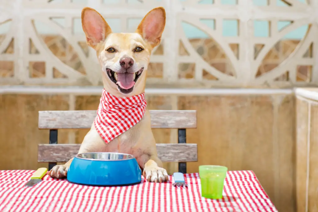 Die 5 besten Hundefutter ohne Kohlenhydrate im Test (2023)