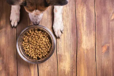 Die 5 besten Trockenfutter für Hunde im Test