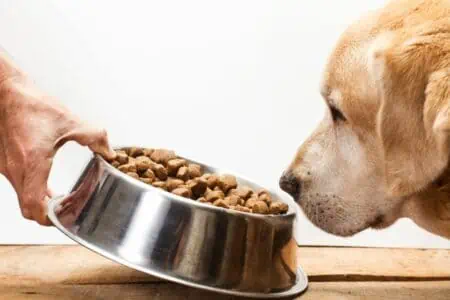 Die 5 besten getreidefreien Hundefutter im Vergleich
