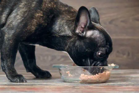 Die Top 5 hypoallergene Nassfutter für Hunde im Vergleich