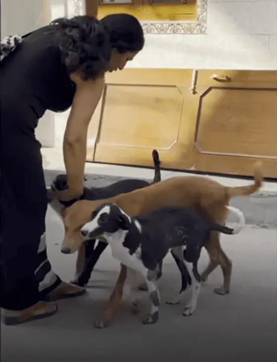 Frau aus USA freundet sich mit Straßenhunden in Indien an Dann fasst sie einen rührenden Entschluss 2