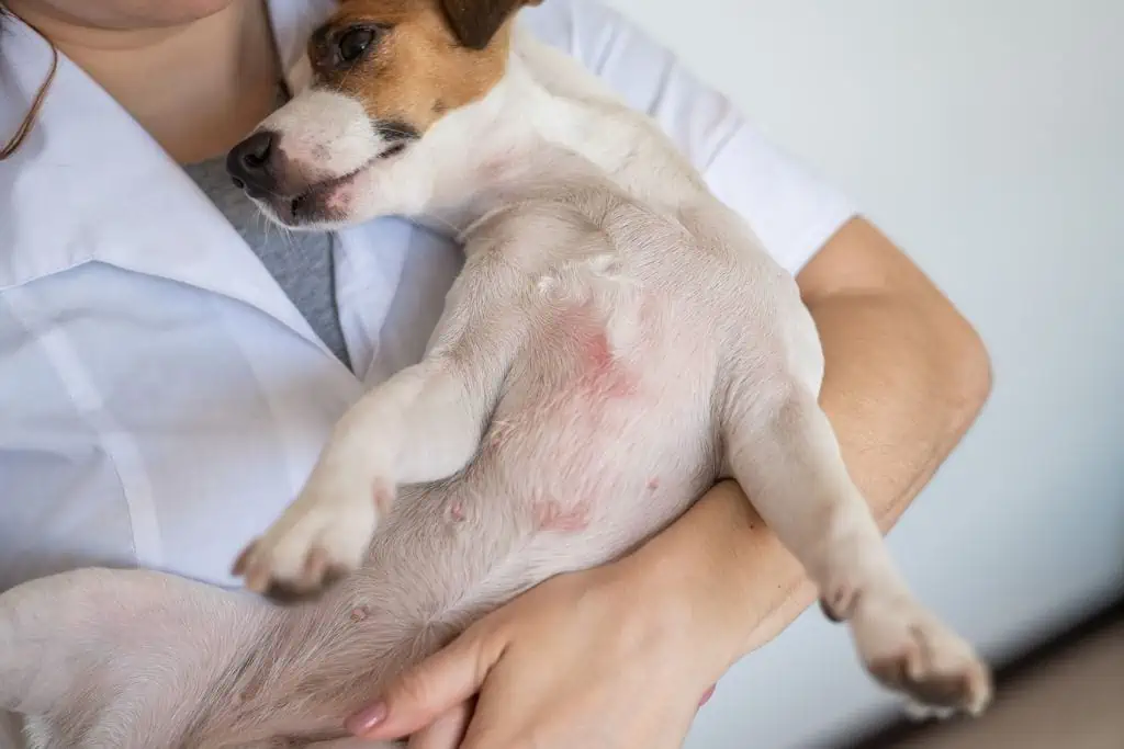 Symptome von Futtermittelallergie beim Hund: Welche Anzeichen sind typisch?