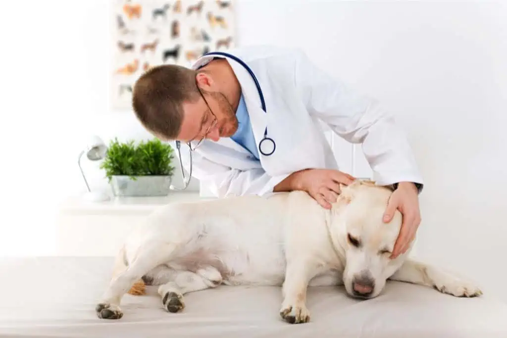 Wann bei einer Futtermittelallergie beim Hund zum Tierarzt