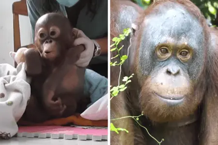 Orang-Utan-Baby wird vor sicherem Tod gerettet: Seine unglaubliche Verwandlung geht ans Herz