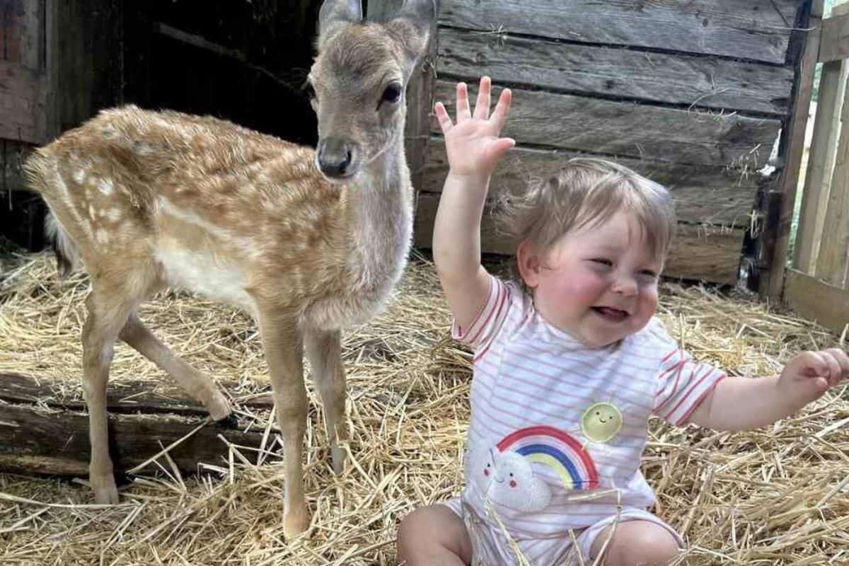 Hirschbaby verliert Mutter - wie ein kleines Mädchen sein Herz wieder ...