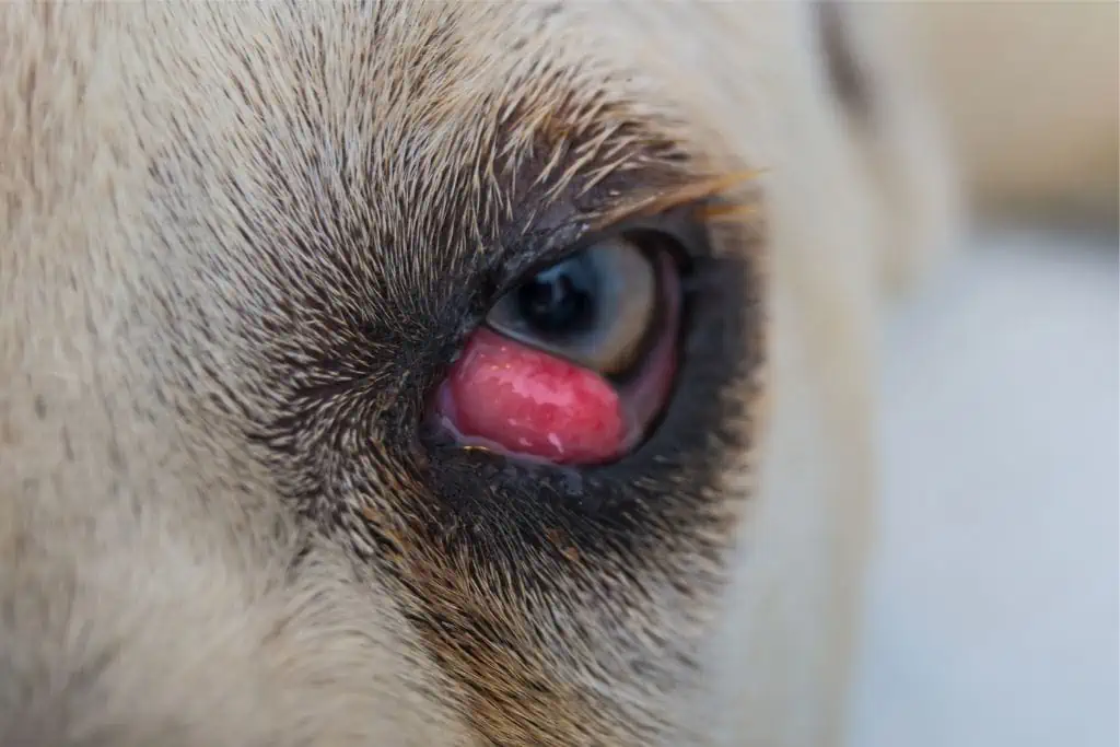 Ist es gefährlich, wenn mein Hund einen Fremdkörper im Auge hat?