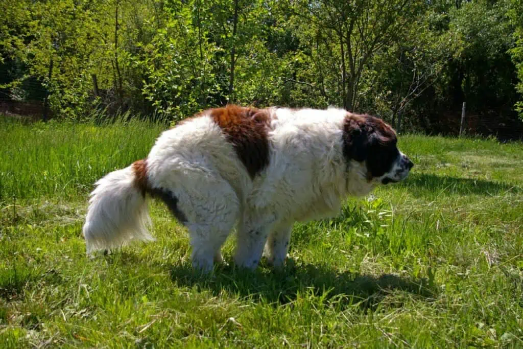 Hund kotet seit 4 Tagen nicht