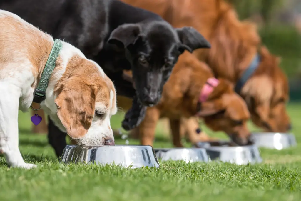 Hundefutter ohne tierische Nebenerzeugnisse Top 5 (2023)