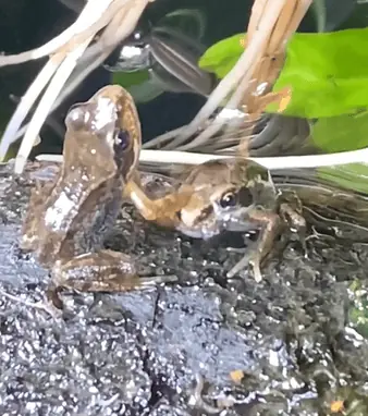 Kleiner Teich ganz groß - so genial erschafft eine Frau ein Mini-Paradies für Frösche