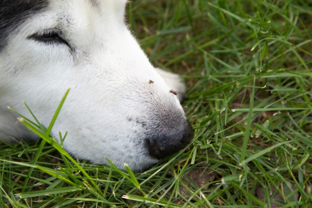 Sandmücken Hund