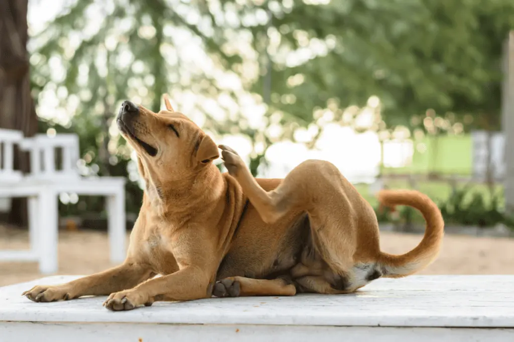 allergische reaktion hund