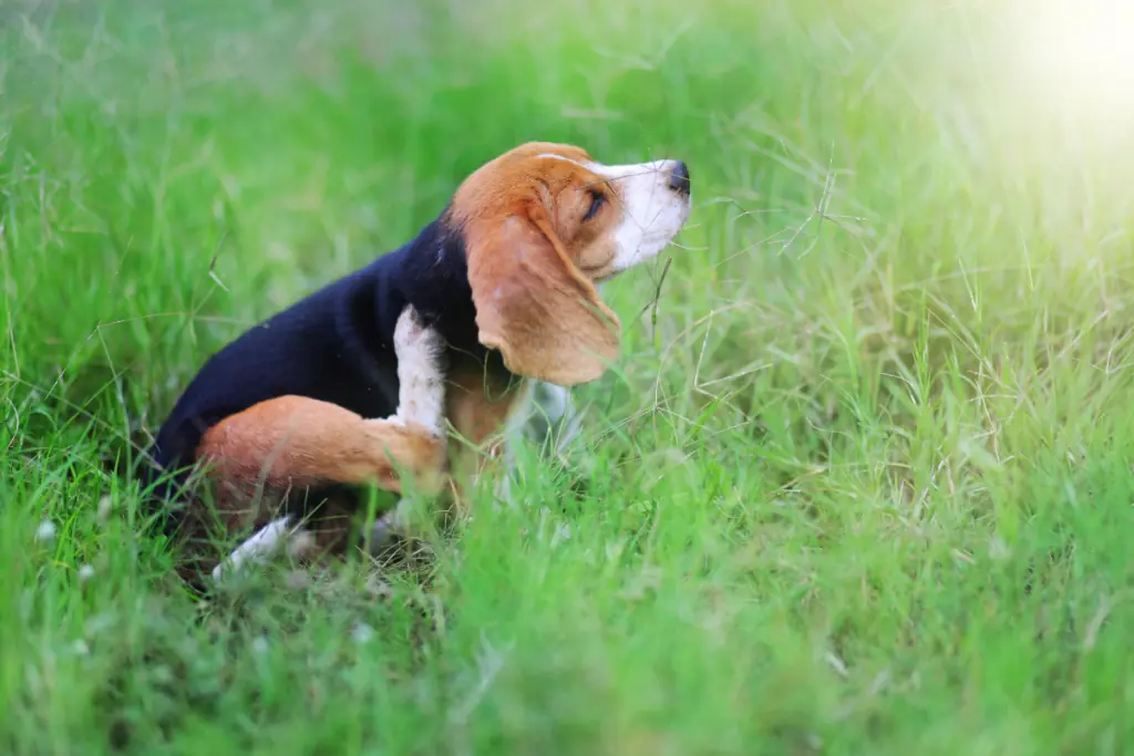Was sind Ursachen und Auslöser für eine allergische Reaktion bei Hunden?