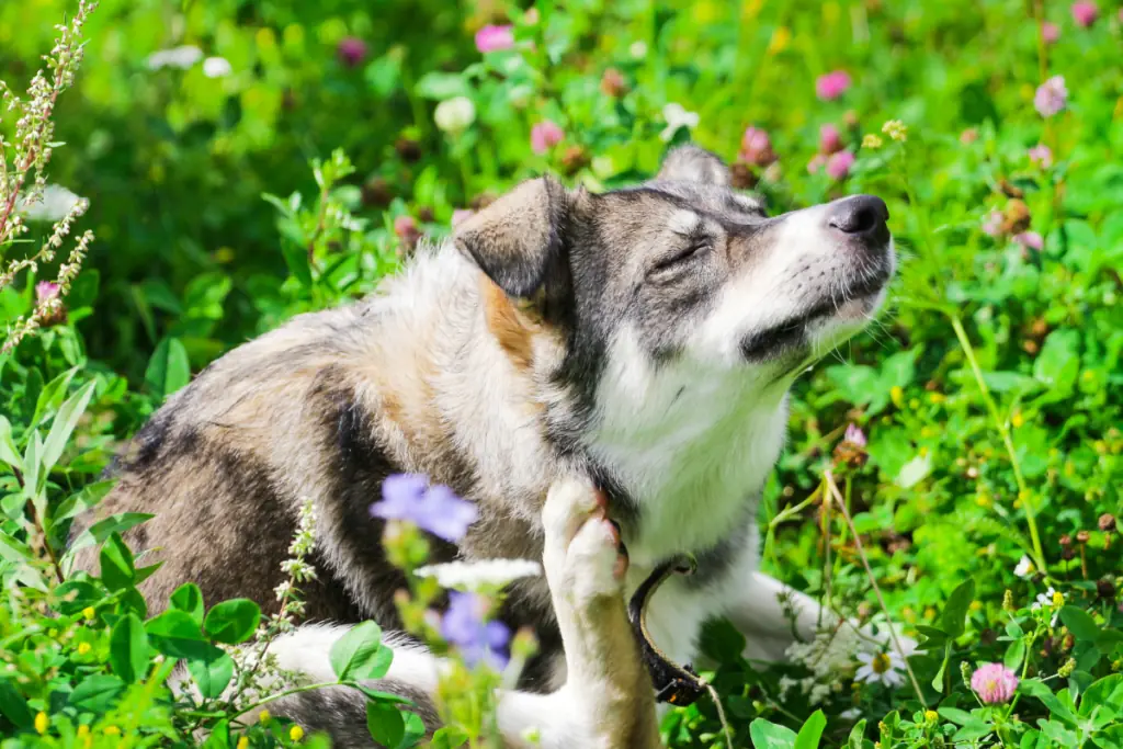 Welche Symptome sind typisch für eine Allergie beim Hund?