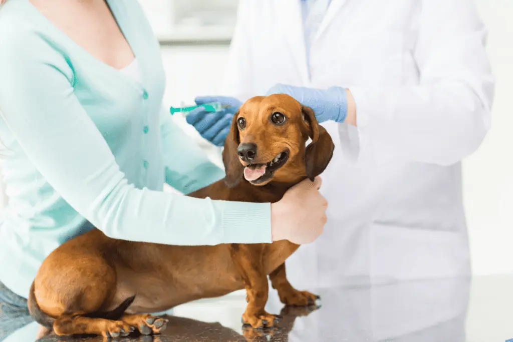 Wie kann eine allergische Reaktion beim Hund behandelt werden?
