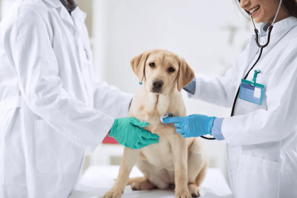 Wann sollte man mit einem allergischen Hund zum Tierarzt gehen?