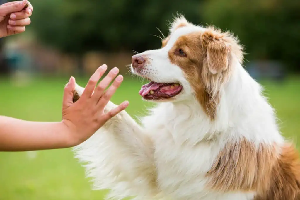 australian shepherd erziehung