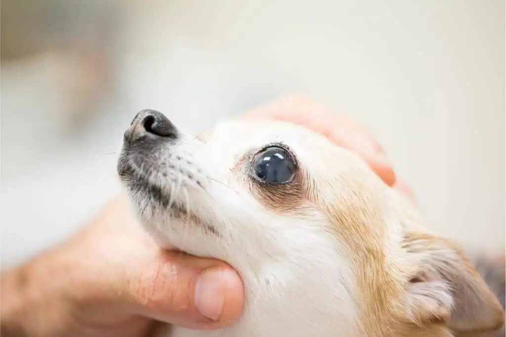 Bei welchen Beschwerden wirkt Bepanthen Augensalbe bei Hunden?