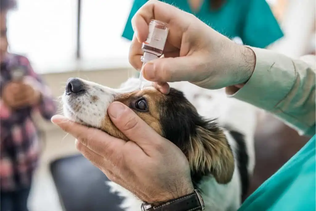 Gibt es Alternativen zur Bepanthen Augensalbe für Hunde?