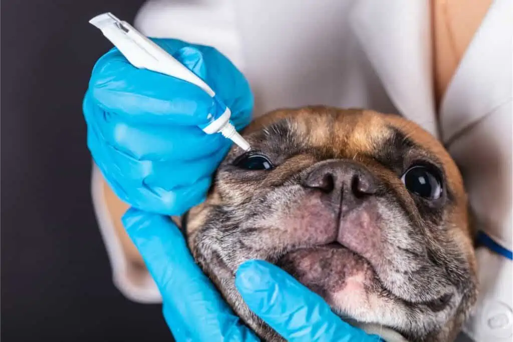 Die richtige Dosierung und Anwendung von Bepanthen Augensalbe bei Hunden