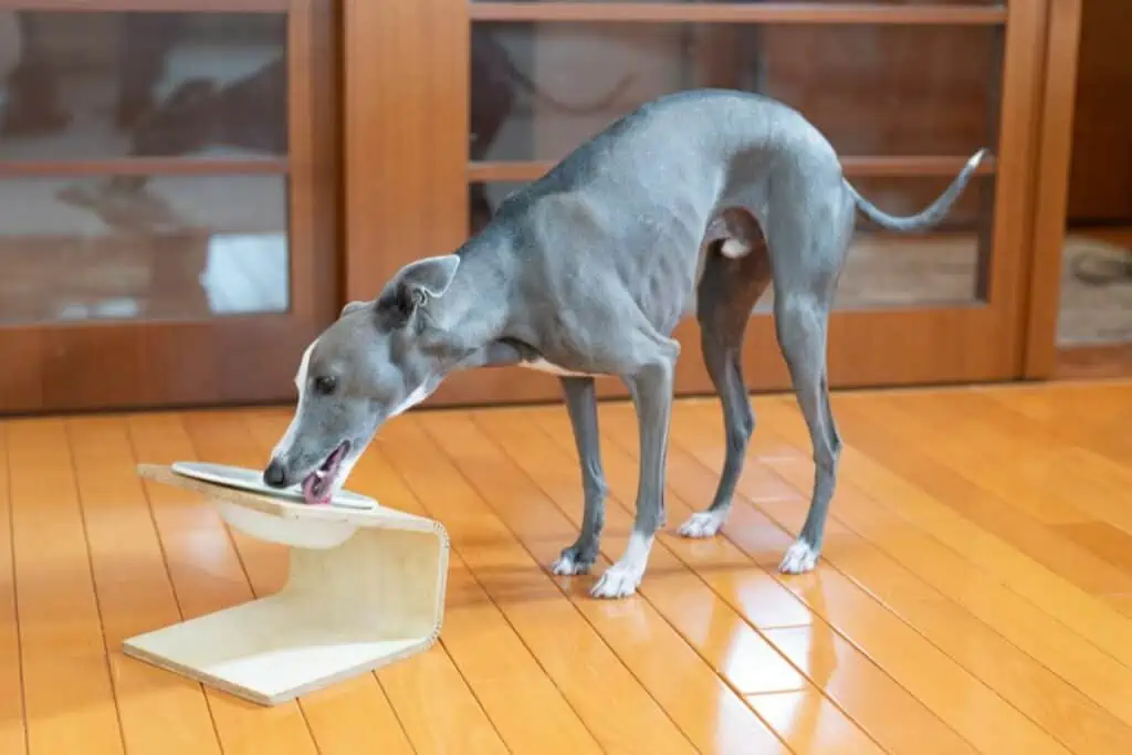 beste hundefutter für windhunde