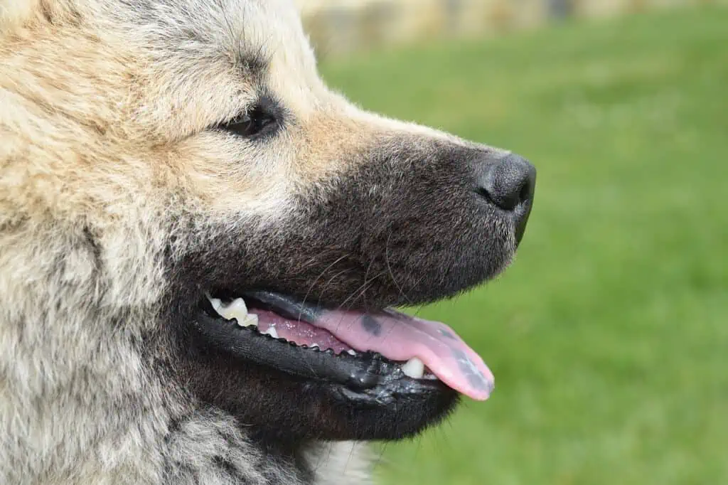 Alter Hund hat blaue Zunge: Was könnte das bedeuten?