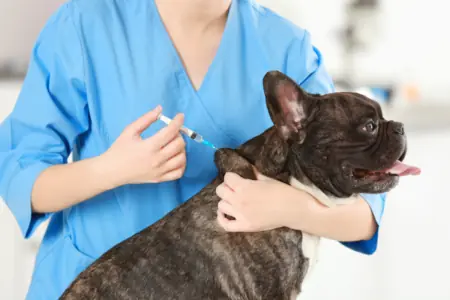borreliose impfung hund