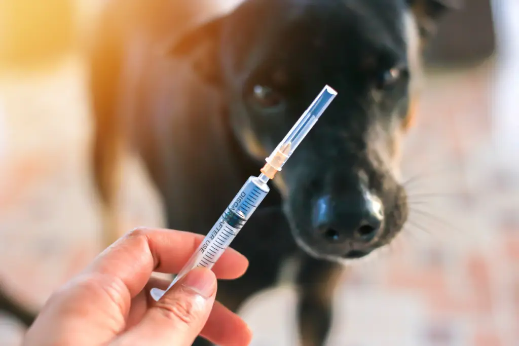 Was ist die Borreliose-Impfung beim Hund, und warum ist sie wichtig?