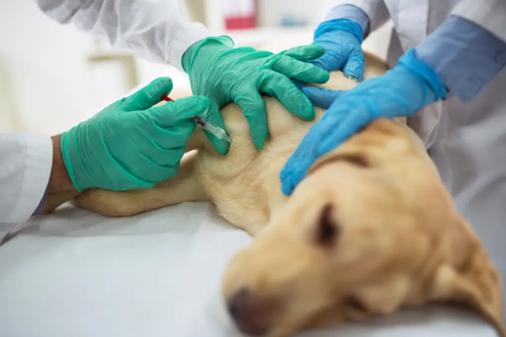 Welche Nebenwirkungen kann die Borreliose-Impfung beim Hund haben?