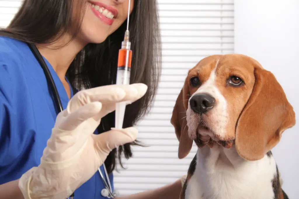 Wie oft sollte mein Hund gegen Borreliose geimpft werden?