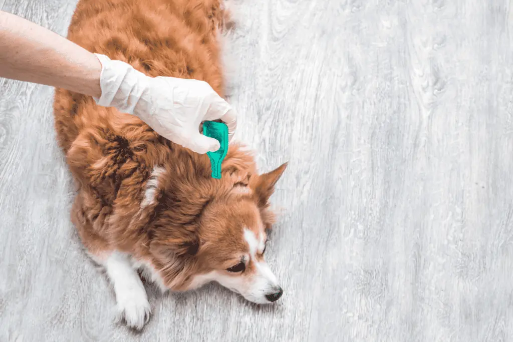 Wie dosiert man die Calendula-Tinktur für Hunde?