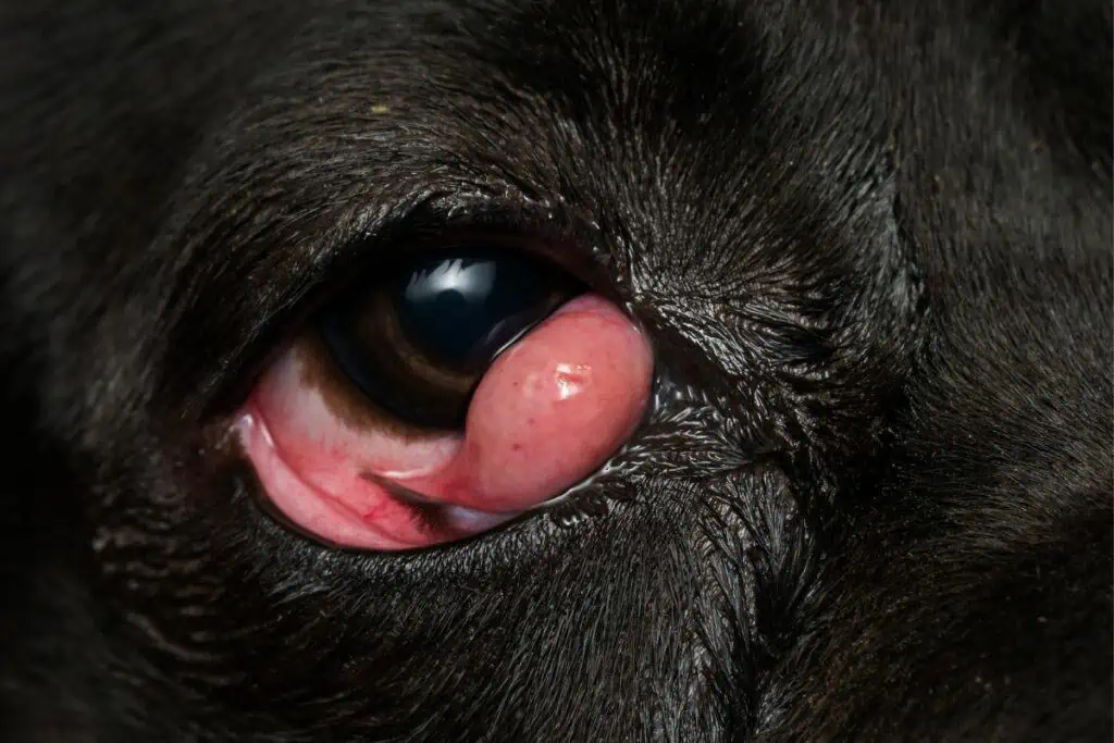 cherry eye hund op kosten