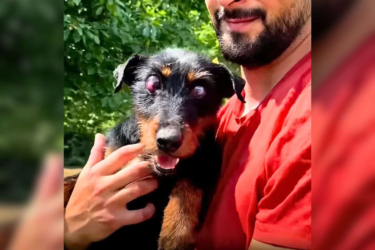 Blinder Hund Vor Tod Auf Straße Gerettet - Seine Verwandlung Ist Unglaublich
