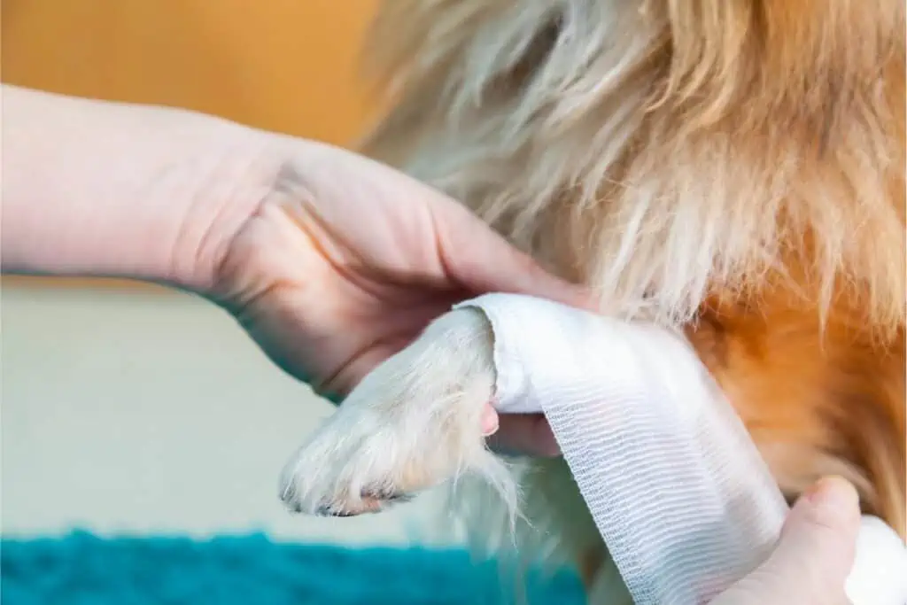 Was wird in einem Erste-Hilfe-Kurs für Hunde behandelt?