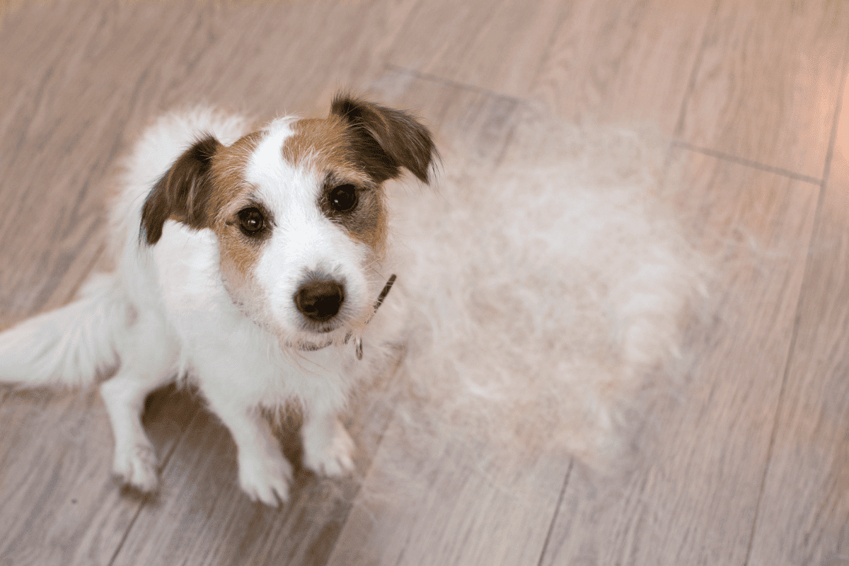 Fellwechsel beim Hund: Achte auf diese 3 Symptome