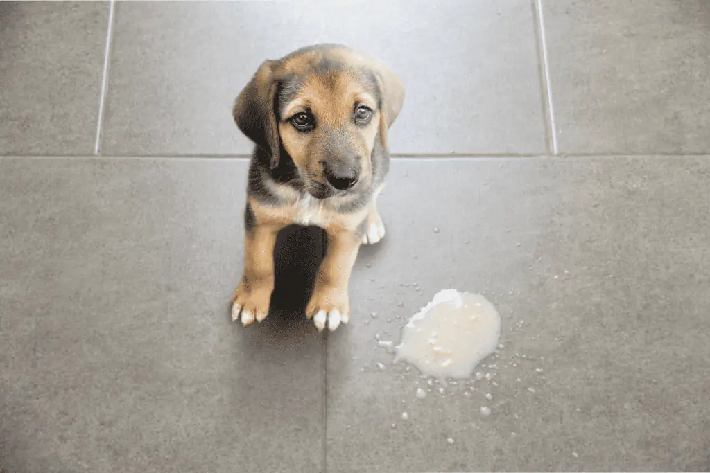 gelber durchfall hund