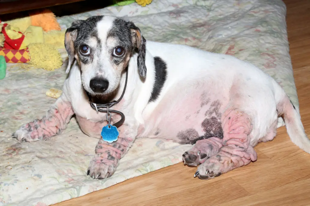 Hund hat Krusten auf der Haut: Mögliche Hautkrankheiten und ihre Symptome
