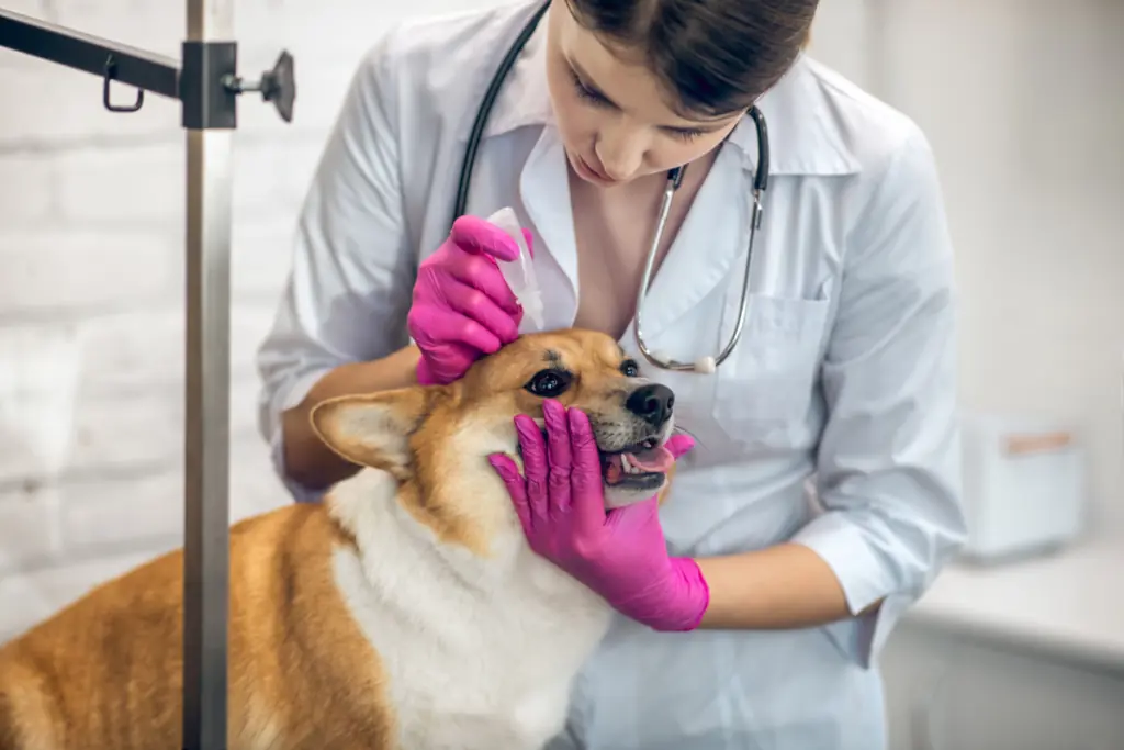 Krusten beim Hund: Behandlung und Therapie der Hautkrankheit