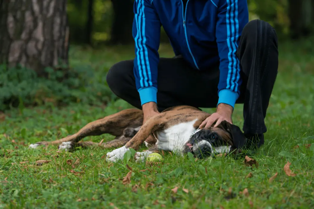 hund auf den boden drücken