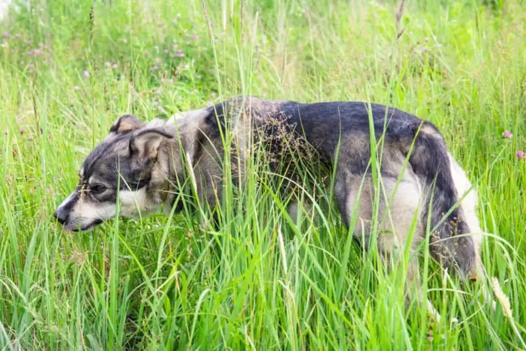hund bauchgrummeln und frisst gras