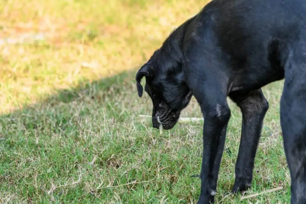 hund erbricht weißen schaum und hat durchfall