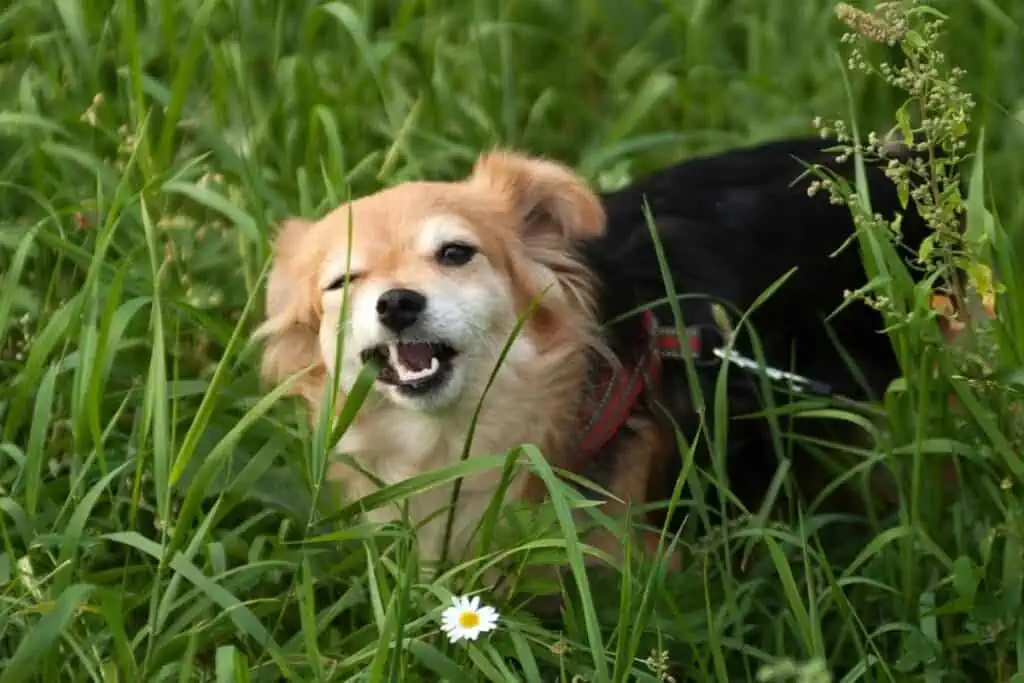 hund frisst gras und kotzt gelb