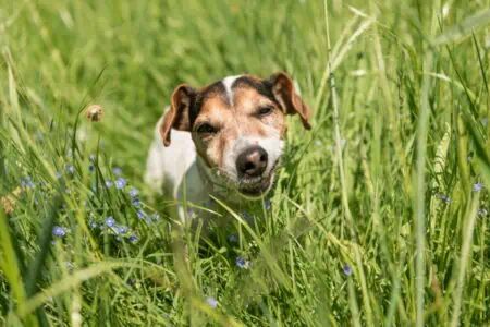 hund frisst gras und leckt pfoten