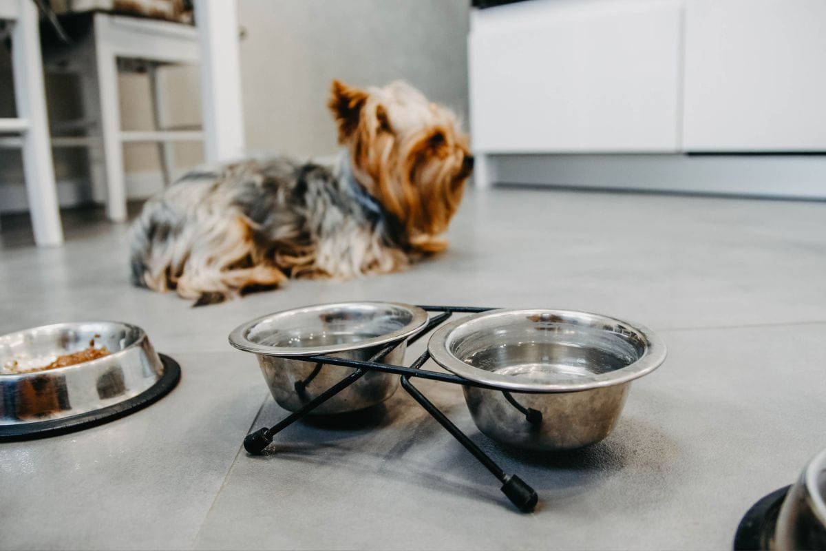Hund frisst nicht und trinkt viel: Das solltest du tun
