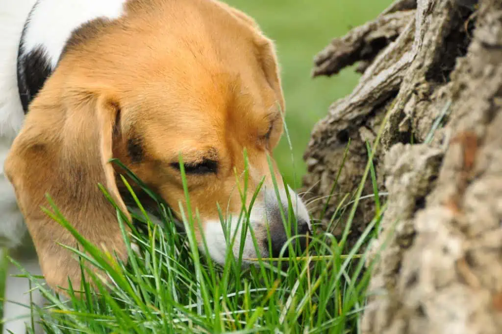 Warum frisst mein Hund viel Gras und erbricht sich nicht?