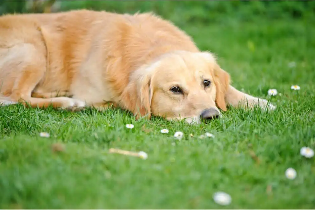 Welche Gründe gibt es, dass ein Hund viel Gras frisst?