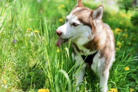 hund frisst viel gras und erbricht nicht